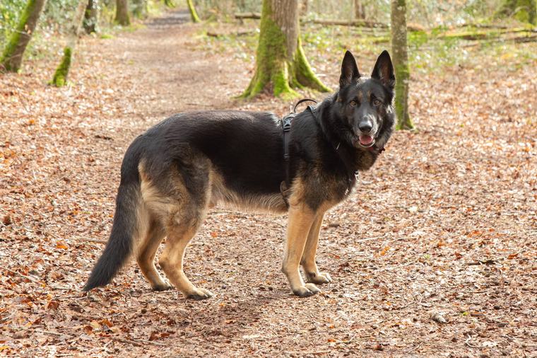 Un berger allemand tué par plusieurs chiens dans les Yvelines, l'affaire fait polémique