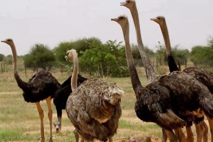 Niger : Première réintroduction réussie de l’autruche à cou rouge